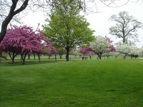 Trees on golf course