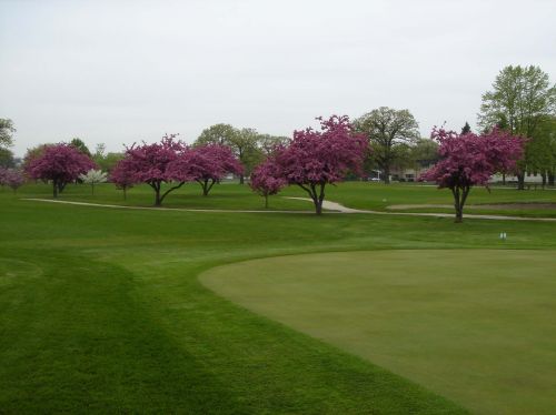 Purple trees on golf course