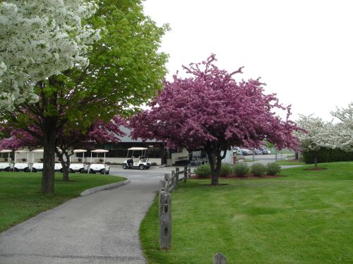 Cart Path on golf course with purple trees